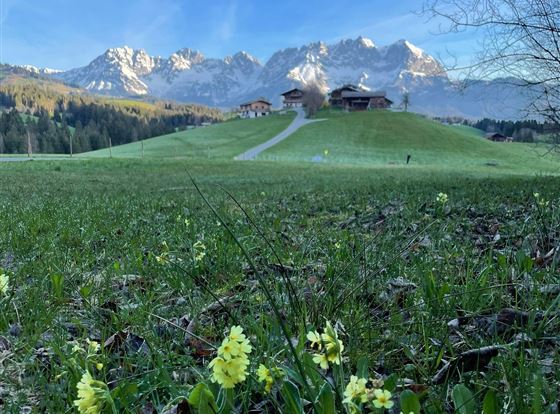 Ein blühendes Wiesenland mit gelben Blumen im Vordergrund. Im Hintergrund erheben sich majestätische Berge unter einem klaren blauen Himmel.
