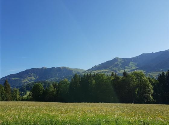 Eine weite Wiese mit grünen Gräsern und Bäumen in der Landschaft. Im Hintergrund erheben sich majestätische Berge unter einem klaren, blauen Himmel.