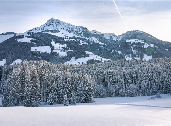 Eine verschneite Berglandschaft mit einem hohen Gipfel im Hintergrund. Dichte Nadelbäume bedecken den Vordergrund und die Wiesen sind mit Schnee bedeckt.