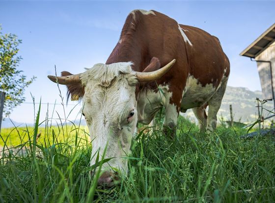 Eine Kuh grast auf einer grünen Wiese. Im Hintergrund sind Bäume und ein Blick auf die Berge zu sehen.