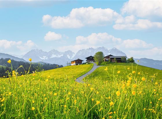Eine blühende Wiese mit gelben Blumen erstreckt sich bis zu einem kleinen Haus auf einem Hügel. Im Hintergrund sind die Berge und ein blauer Himmel zu sehen.