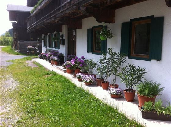 Spring messengers & green plants oh what a joy!