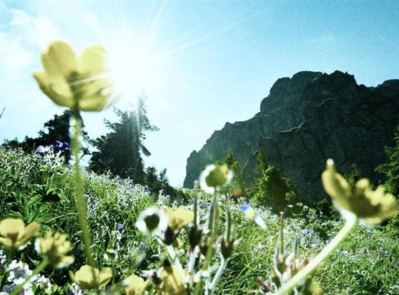 Eine blühende Wiese mit gelben Blumen und grünen Pflanzen. Im Hintergrund sind Berge und ein strahlender Himmel zu sehen.