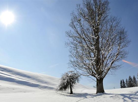 Eine schneebedeckte Landschaft mit einem großen Baum und einem kleineren Baum. Der Himmel ist klar und die Sonne scheint hell.