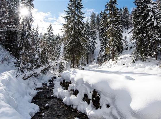 Eine winterliche Landschaft mit schneebedeckten Bäumen und einem kleinen Fluss. Die Sonne scheint durch die Wolken und beleuchtet die Szene.