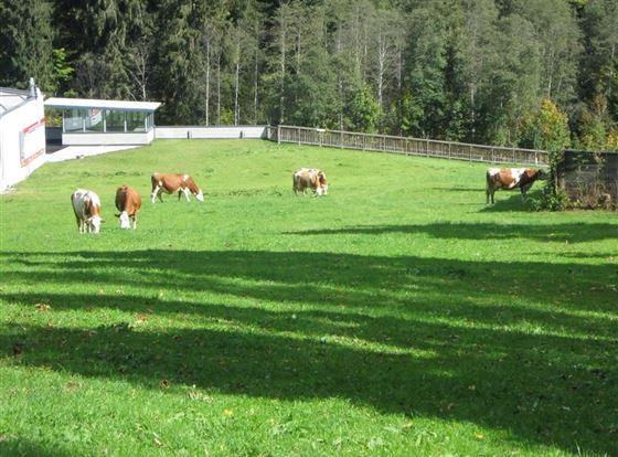 Kühe auf der Weide