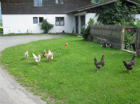 Eine Gruppe von Hühnern läuft über eine grüne Wiese vor einem Haus. Im Hintergrund ist ein Hund zu sehen, der neben einem Zaun sitzt.