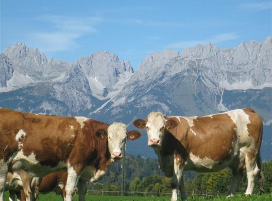 Zwei Kühe auf einer grünen Wiese mit majestätischen Bergen im Hintergrund. Der Himmel ist klar und blau.