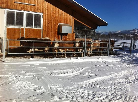 Animals enjoy / fresh / cold winter air