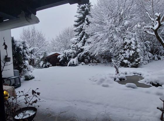 Eine verschneite Gartenlandschaft mit schneebedeckten Bäumen und Sträuchern. Im Vordergrund sind Steine und ein verzierter Pflanztopf sichtbar.