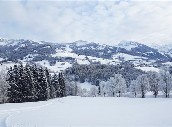 Eine verschneite Landschaft mit verschneiten Bäumen und sanften Hügeln. Der Himmel ist bewölkt und es herrscht eine ruhige Winterstimmung.