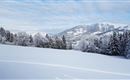 Eine winterliche Landschaft mit schneebedeckten Feldern und Tannenbäumen. Im Hintergrund sind bewaldete Berge und ein wolkenverhangener Himmel zu sehen.