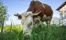 Eine Kuh grast auf einer grünen Wiese. Im Hintergrund sind Bäume und ein Blick auf die Berge zu sehen.