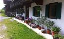 Spring messengers & green plants oh what a joy!