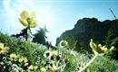 Eine blühende Wiese mit gelben Blumen und grünen Pflanzen. Im Hintergrund sind Berge und ein strahlender Himmel zu sehen.