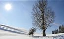 Eine schneebedeckte Landschaft mit einem großen Baum und einem kleineren Baum. Der Himmel ist klar und die Sonne scheint hell.