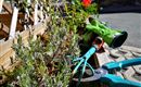 Lavendel im Frühjahr
